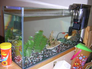 なぜか後ろ斜めから。シロは右方のフィルタスポンジのとこに。