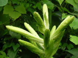 黒姫フォレストには、この背の高い植物が点在。 黒姫フォレストには、この背の高い植物が点在。