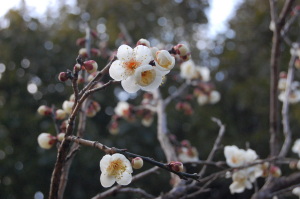 御所散歩、残り少なかった梅の花。 御所散歩、残り少なかった梅の花。