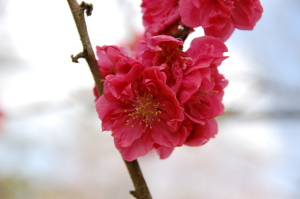 3月末日の京都御苑。 3月末日の京都御苑。