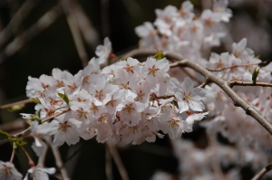 ３月末日の京都御苑。コレでおしまい。