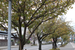 福井、さくら通りはこんなカンジ。