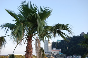 熱海、ハワイではない。