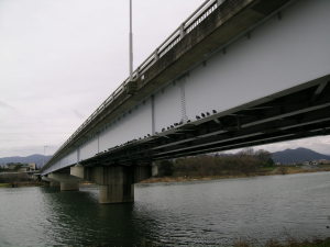 桂大橋、橋んとこの点々は鳩（見えるカナ？）。